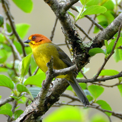 Fulvous-headed Bushfinch (2)